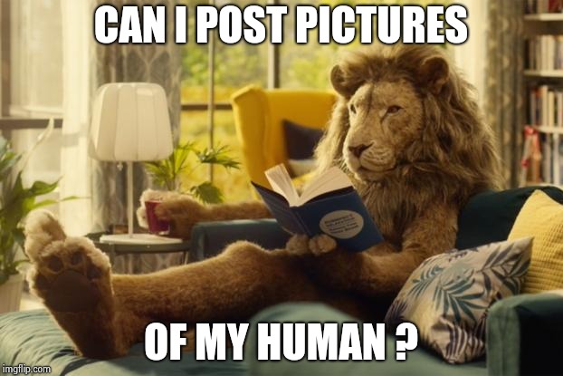 Lion relaxing | CAN I POST PICTURES OF MY HUMAN ? | image tagged in lion relaxing | made w/ Imgflip meme maker