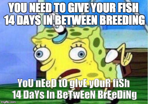Mocking Spongebob Meme | YOU NEED TO GIVE YOUR FISH 14 DAYS IN BETWEEN BREEDING; YoU nEeD tO gIvE yOuR fiSh 14 DaYs In BeTwEeN BrEeDiNg | image tagged in memes,mocking spongebob | made w/ Imgflip meme maker