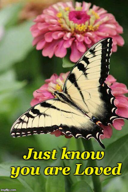 Just Know... | Just know you are Loved | image tagged in love,butterfly,zinnia,spring | made w/ Imgflip meme maker