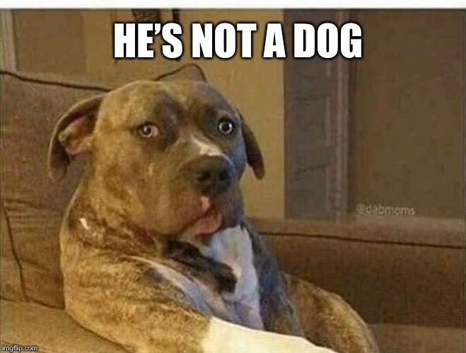 HE’S NOT A DOG | made w/ Imgflip meme maker