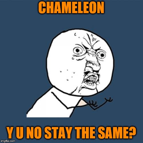 Y U No Meme | CHAMELEON Y U NO STAY THE SAME? | image tagged in memes,y u no | made w/ Imgflip meme maker