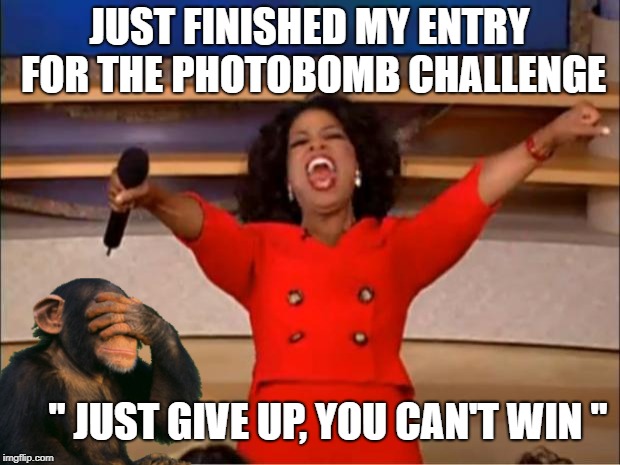 Oprah You Get A Meme | JUST FINISHED MY ENTRY FOR THE PHOTOBOMB CHALLENGE; " JUST GIVE UP, YOU CAN'T WIN " | image tagged in memes,oprah you get a | made w/ Imgflip meme maker