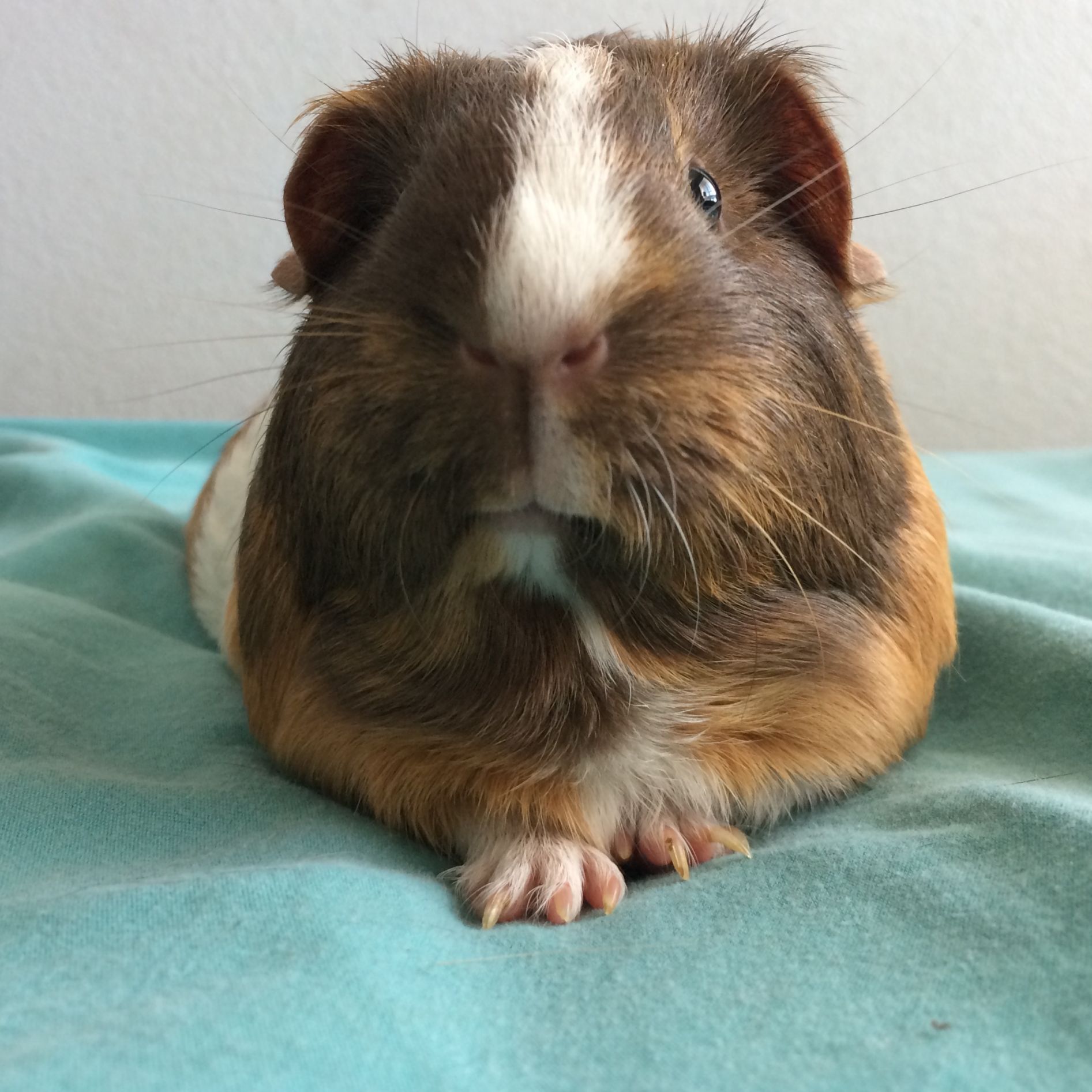 Sarcastic guinea pig Blank Meme Template