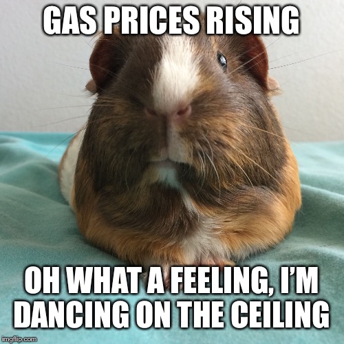 Sarcastic guinea pig | GAS PRICES RISING; OH WHAT A FEELING, I’M DANCING ON THE CEILING | image tagged in sarcastic guinea pig | made w/ Imgflip meme maker