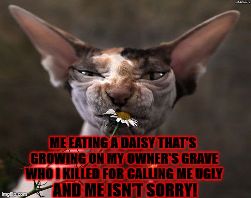 ME EATING A DAISY THAT'S GROWING ON MY OWNER'S GRAVE WHO I KILLED FOR CALLING ME UGLY; AND ME ISN'T SORRY! | image tagged in i'm not sorry | made w/ Imgflip meme maker