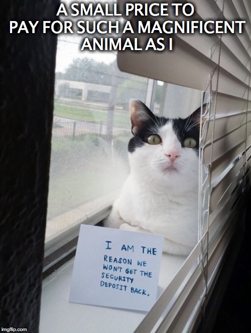 Must be really worth it | A SMALL PRICE TO PAY FOR SUCH A MAGNIFICENT ANIMAL AS I | image tagged in cats,naughty,funny sign | made w/ Imgflip meme maker