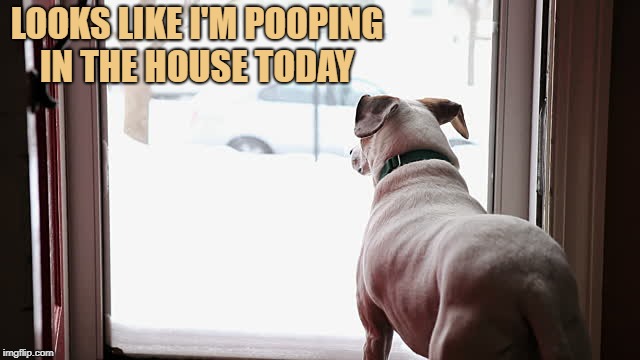 too cold for crapping!  | LOOKS LIKE I'M POOPING IN THE HOUSE TODAY | image tagged in dog,dog poop,cold weather,funny animals | made w/ Imgflip meme maker