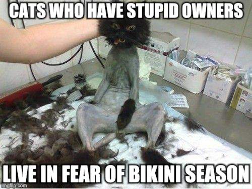 I'm so mad | CATS WHO HAVE STUPID OWNERS; LIVE IN FEAR OF BIKINI SEASON | image tagged in funny cats,shaved,animals | made w/ Imgflip meme maker