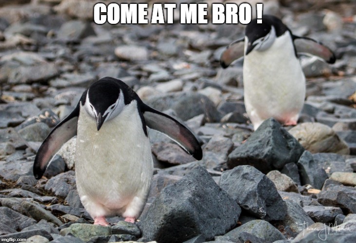 COME AT ME BRO ! | made w/ Imgflip meme maker