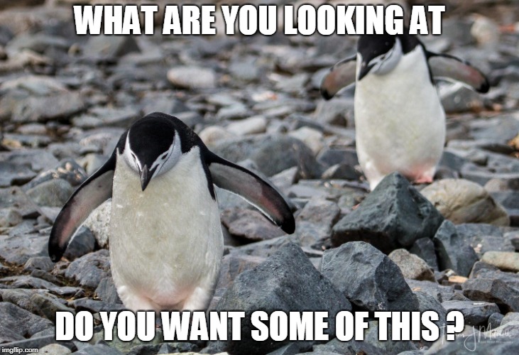 WHAT ARE YOU LOOKING AT; DO YOU WANT SOME OF THIS ? | made w/ Imgflip meme maker