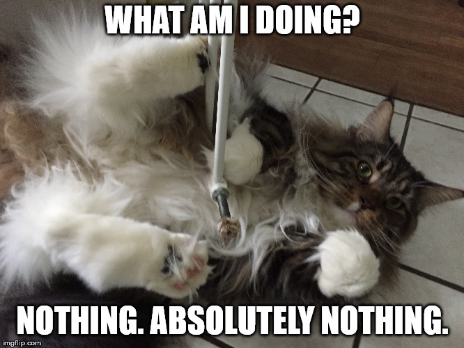 WHAT AM I DOING? NOTHING. ABSOLUTELY NOTHING. | image tagged in cats,funny cats,nothing | made w/ Imgflip meme maker