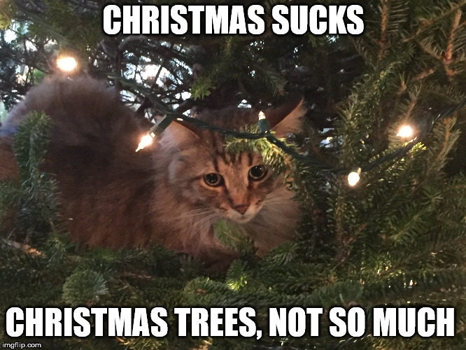 CHRISTMAS SUCKS; CHRISTMAS TREES, NOT SO MUCH | image tagged in funny cats,christmas cat,christmas tree | made w/ Imgflip meme maker