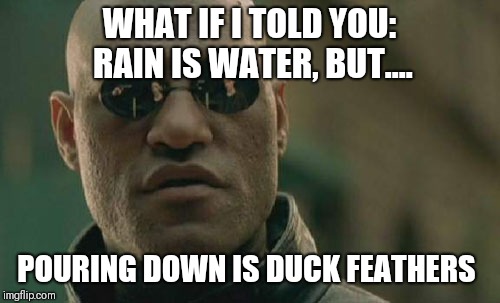Pouring down? | WHAT IF I TOLD YOU: RAIN IS WATER, BUT.... POURING DOWN IS DUCK FEATHERS | image tagged in memes,matrix morpheus,original meme,original,rain,down | made w/ Imgflip meme maker