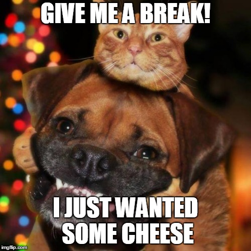 dogs an cats | GIVE ME A BREAK! I JUST WANTED SOME CHEESE | image tagged in dogs an cats | made w/ Imgflip meme maker