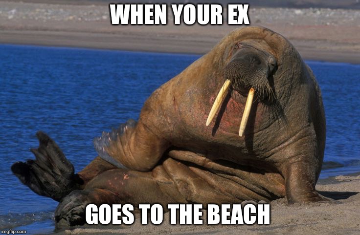 My ex will look like this forever | WHEN YOUR EX; GOES TO THE BEACH | image tagged in beach body,ex,ex girlfriend,ex wife,memes,ew | made w/ Imgflip meme maker