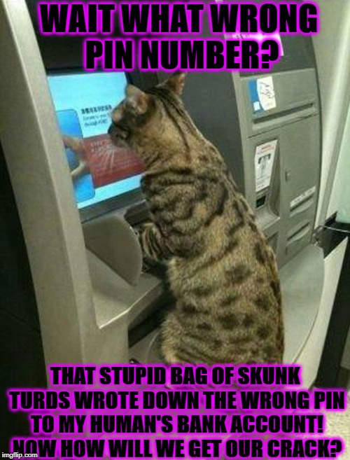 WAIT WHAT WRONG PIN NUMBER? THAT STUPID BAG OF SKUNK TURDS WROTE DOWN THE WRONG PIN TO MY HUMAN'S BANK ACCOUNT! NOW HOW WILL WE GET OUR CRACK? | image tagged in thief cat | made w/ Imgflip meme maker