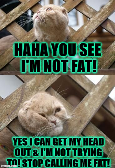 HAHA YOU SEE I'M NOT FAT! YES I CAN GET MY HEAD OUT & I'M NOT TRYING TO! STOP CALLING ME FAT! | image tagged in i'm not fat | made w/ Imgflip meme maker