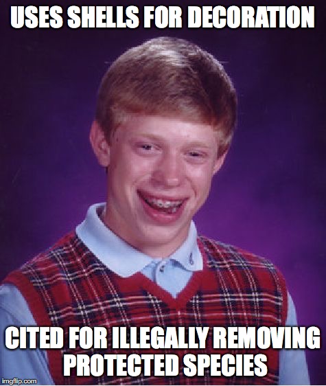 Bad Luck Brian Meme | USES SHELLS FOR DECORATION CITED FOR ILLEGALLY REMOVING PROTECTED SPECIES | image tagged in memes,bad luck brian | made w/ Imgflip meme maker