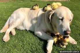image tagged in dog and ducklings | made w/ Imgflip meme maker