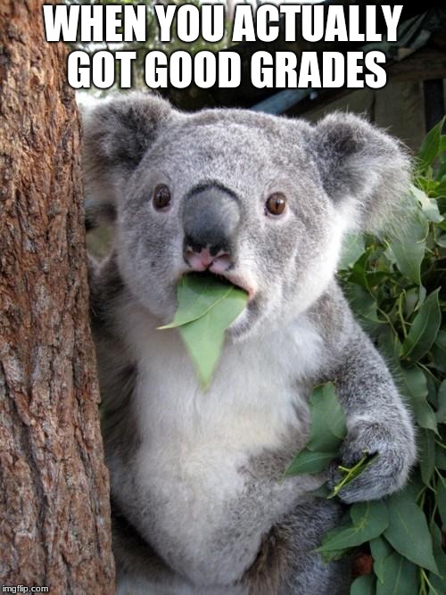 Surprised Koala Meme | WHEN YOU ACTUALLY GOT GOOD GRADES | image tagged in memes,surprised koala | made w/ Imgflip meme maker