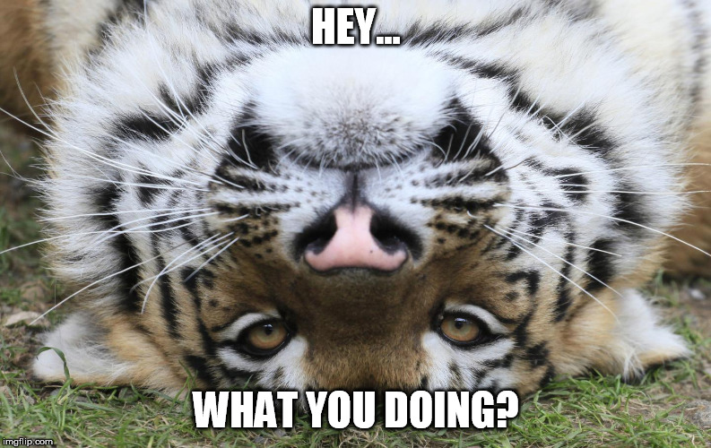 Me: | HEY... WHAT YOU DOING? | image tagged in wyd tiger,what you doing,hey,curious,up-side-down,tiger | made w/ Imgflip meme maker