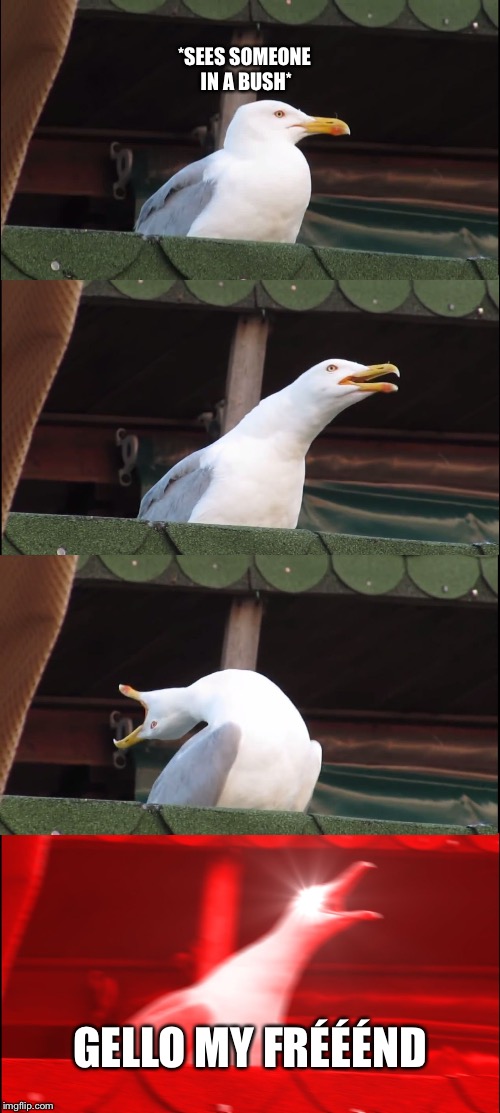 Fortnite | *SEES SOMEONE IN A BUSH*; GELLO MY FRÉÉÉND | image tagged in memes,inhaling seagull | made w/ Imgflip meme maker