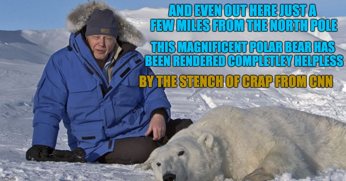 Sir David Reports | AND EVEN OUT HERE JUST A FEW MILES FROM THE NORTH POLE; THIS MAGNIFICENT POLAR BEAR HAS BEEN RENDERED COMPLETLEY HELPLESS; BY THE STENCH OF CRAP FROM CNN | image tagged in cnn,polar bear | made w/ Imgflip meme maker