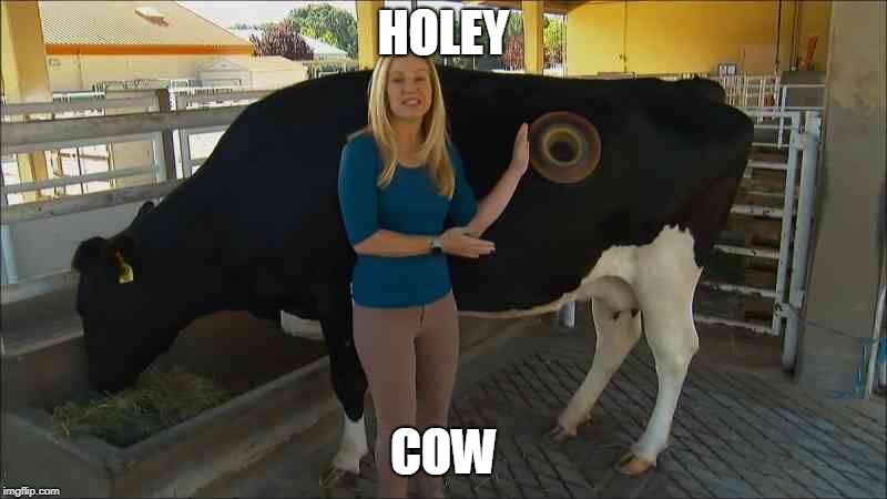 yes that is a hole in the side of the cow.   | HOLEY; COW | image tagged in cow | made w/ Imgflip meme maker