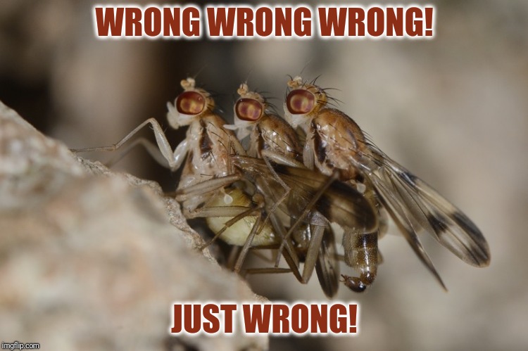 WRONG WRONG WRONG! JUST WRONG! | image tagged in three flies wrong | made w/ Imgflip meme maker