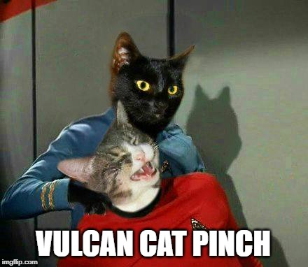 VULCAN CAT PINCH | image tagged in star trek,cats,funny cats,vulcan,that face you make when | made w/ Imgflip meme maker