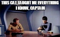 THIS CAT TAUGHT ME EVERYTHING I KNOW, CAPTAIN | made w/ Imgflip meme maker