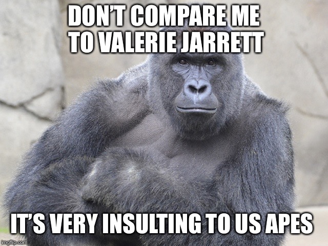 harambe | DON’T COMPARE ME TO VALERIE JARRETT; IT’S VERY INSULTING TO US APES | image tagged in harambe | made w/ Imgflip meme maker