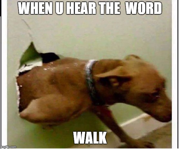 WHEN U HEAR THE  WORD; WALK | image tagged in dog | made w/ Imgflip meme maker