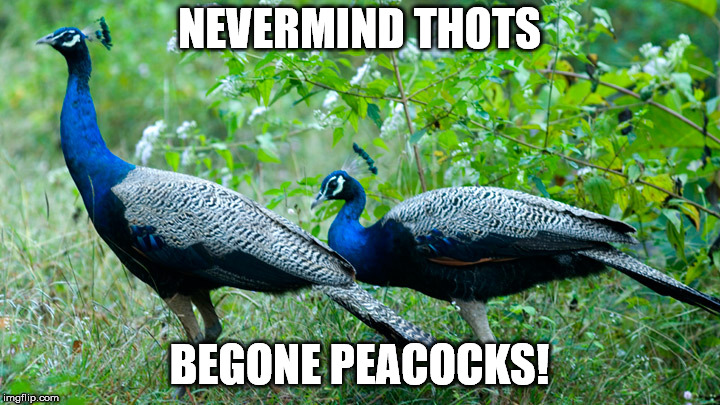 NEVERMIND THOTS; BEGONE PEACOCKS! | image tagged in begone peacocks | made w/ Imgflip meme maker