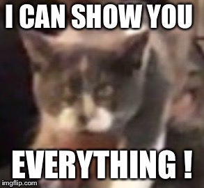 Deep thinking cat | I CAN SHOW YOU; EVERYTHING ! | image tagged in deep thinking cat | made w/ Imgflip meme maker