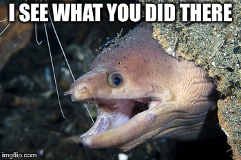 Happy Eel | I SEE WHAT YOU DID THERE | image tagged in happy eel | made w/ Imgflip meme maker