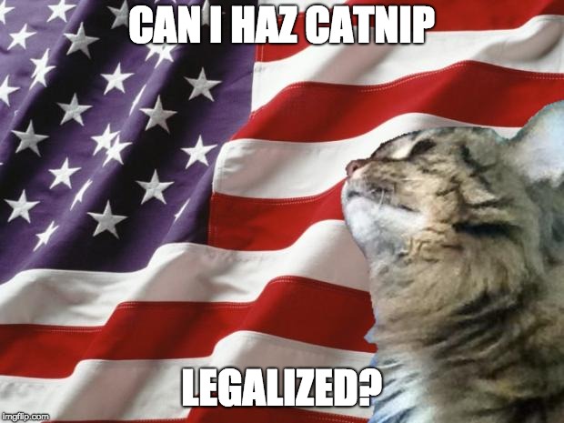 America Cat | CAN I HAZ CATNIP; LEGALIZED? | image tagged in america cat | made w/ Imgflip meme maker