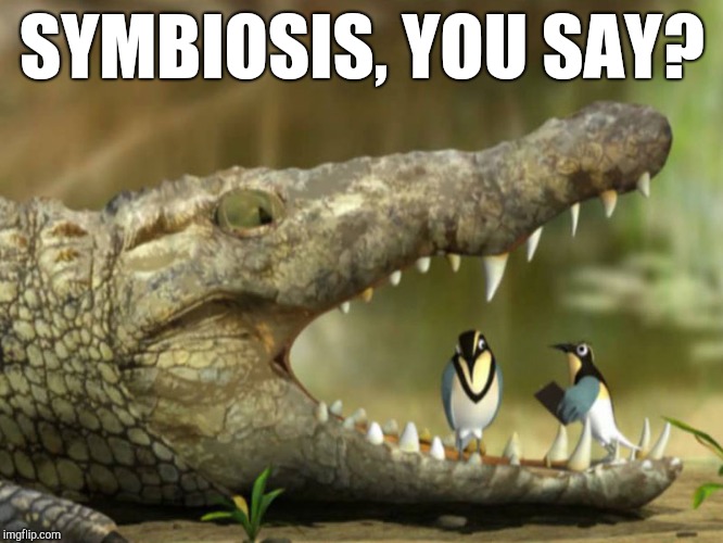 Free Lunch | SYMBIOSIS, YOU SAY? | image tagged in funny animals,crocodile,biology,phd,funny memes,bird | made w/ Imgflip meme maker