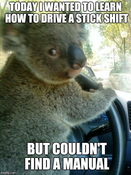 Driving koala  | TODAY I WANTED TO LEARN HOW TO DRIVE A STICK SHIFT; BUT COULDN'T FIND A MANUAL | image tagged in driving koala | made w/ Imgflip meme maker