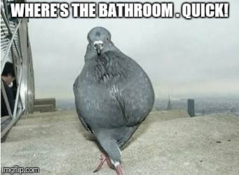 Where's the bathroom? | WHERE'S THE BATHROOM . QUICK! | image tagged in funny pigeon,funny bathroom,dying for a pee | made w/ Imgflip meme maker