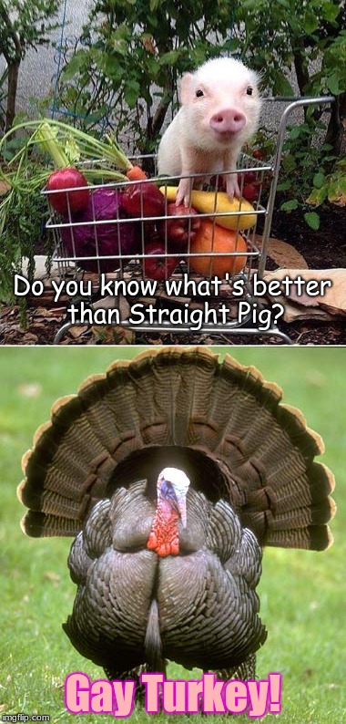 Gay Turkey! | Do you know what's better than Straight Pig? Gay Turkey! | image tagged in pigs,turkeys,memes,lgbtq,gay | made w/ Imgflip meme maker