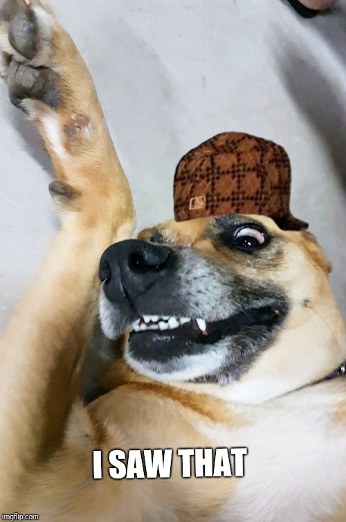 Awesome dog | I SAW THAT | image tagged in awesome dog,scumbag | made w/ Imgflip meme maker