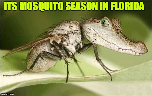 florida mesquito | ITS MOSQUITO SEASON IN FLORIDA | image tagged in florida,mesquito,seasons | made w/ Imgflip meme maker