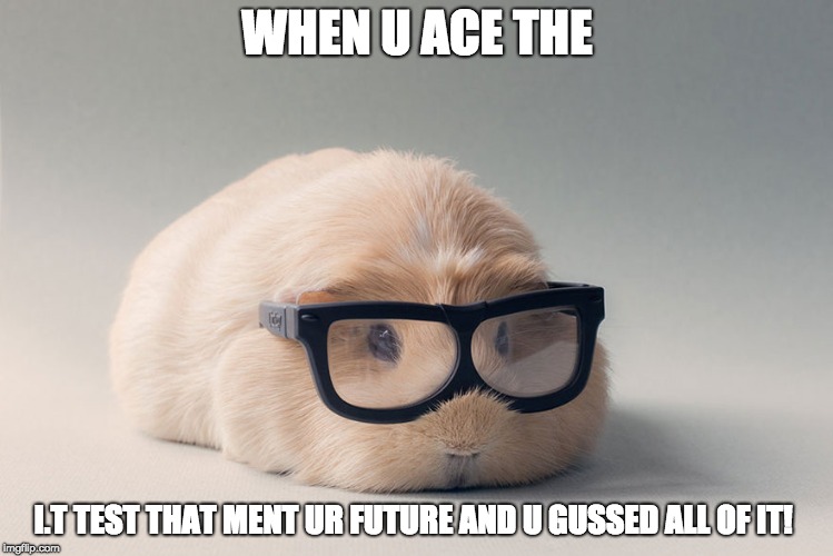 Guinea Pig! | WHEN U ACE THE; I.T TEST THAT MENT UR FUTURE AND U GUSSED ALL OF IT! | image tagged in guinea pig | made w/ Imgflip meme maker