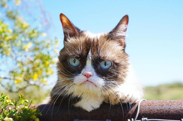 High Quality Grumpy Cat on a Tree Blank Meme Template