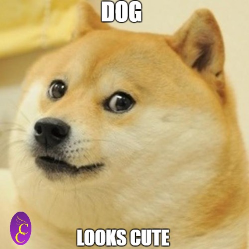Doge Meme | DOG; LOOKS CUTE | image tagged in memes,doge | made w/ Imgflip meme maker