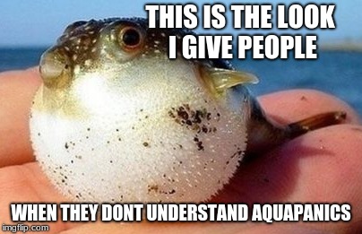 that puffer fish look | THIS IS THE LOOK I GIVE PEOPLE; WHEN THEY DONT UNDERSTAND AQUAPANICS | image tagged in memes | made w/ Imgflip meme maker