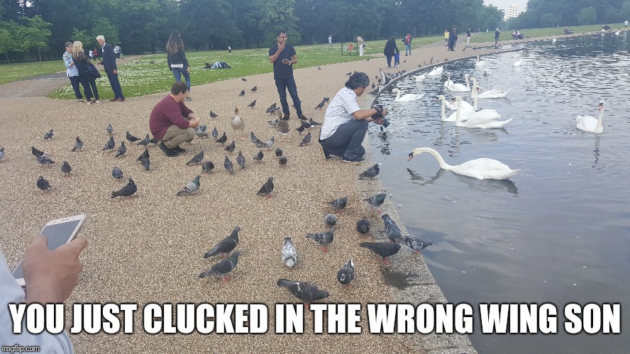 Welp, London has been great, off to Rome I go! | YOU JUST CLUCKED IN THE WRONG WING SON | image tagged in memes,ducks | made w/ Imgflip meme maker
