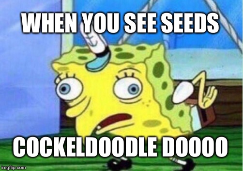 Mocking Spongebob Meme | WHEN YOU SEE SEEDS; COCKELDOODLE DOOOO | image tagged in memes,mocking spongebob | made w/ Imgflip meme maker