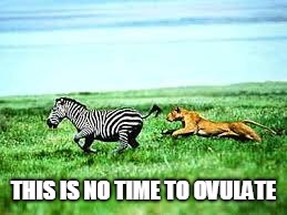 THIS IS NO TIME TO OVULATE | image tagged in zebra | made w/ Imgflip meme maker